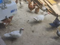 Ducks — foto 1