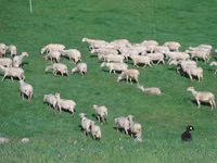 Owca, Lacaune sheep — zdjęcie 2