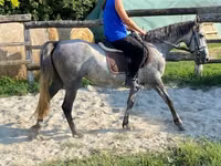 母马, Horses — 照片 8