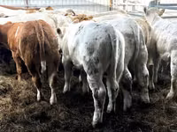 Skot (série, pohlaví neuvedeno), Simmental cattle — foto 4