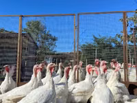 Turkeys — foto 4