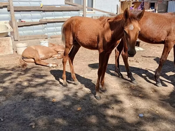 Cheval, Kazakh horse
