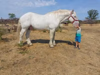 حصان, Percheron — الصورة 4