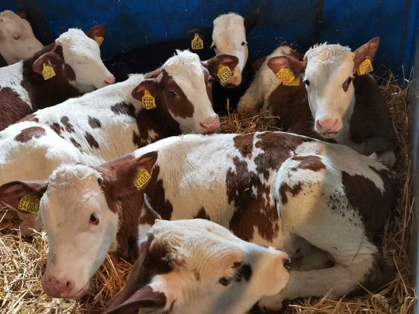 मवेशी (लॉट, लिंग निर्दिष्ट नहीं), Simmental cattle