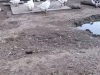 Chickens — फ़ोटो 3