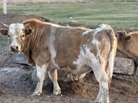 Boğa, Sığır — foto 1
