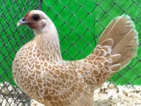 Sebright — Foto 1
