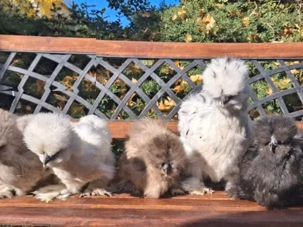 Silkie