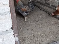 Chickens — foto 8