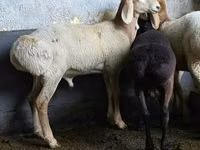 Brebis, Arashan sheep — photo 2