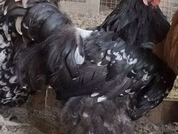 ორპინგტონი
