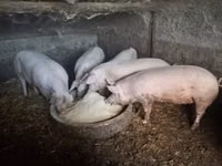 Sow, Pigs — photo 3