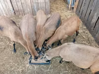 Ovce, Cameroon sheep — foto 1