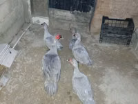 Domestic Muscovy — photo 4