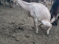 Kozy (partia, płeć nieokreślona), Beetal goats — zdjęcie 5