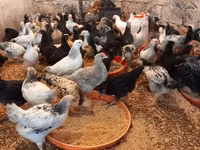 Chickens — ფოტო 5