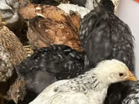 Chickens — zdjęcie 2