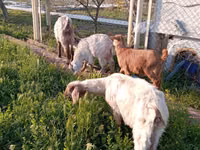 Goats (batch, sex not specified), Goats — photo 1