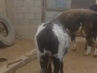 母牛, Cattle — 照片 1