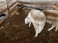 ஆண் ஆடு, Assaf sheep — புகைப்படம் 4