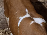 பசு, Charolais cattle — புகைப்படம் 3
