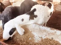 भेड़, भेड़ — फ़ोटो 1