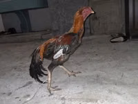 Atlar (partiya, cinsi göstərilməyib), Atlar — foto 1
