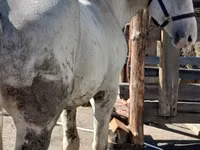 Cavalo, Vladimir heavy draft — foto 1