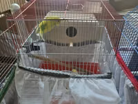 Məhsul: Dalmatin/limon rəng çalarları olan cüt dalmaçyalı-budgerigar — 3-rasm