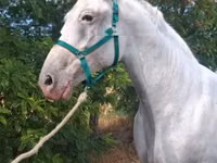 Madyan, Lipizzaner — foto 4
