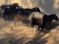 公羊, Sheep — 照片 1