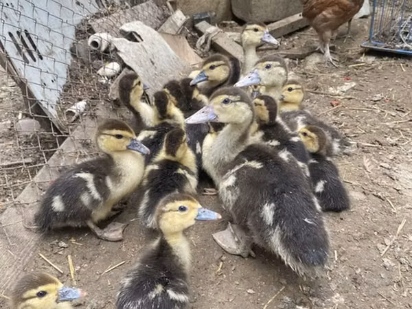 Ducks — Azerbaïdjan