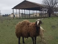 Beran, Ovce — foto 3