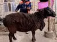 ஆண் ஆடு, ஆடுகள் — புகைப்படம் 5