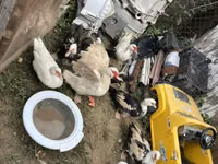 Ducks — foto 6