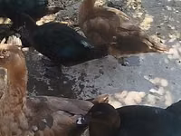 Ducks — zdjęcie 2