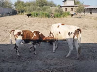İnek, Simmental cattle — foto 1