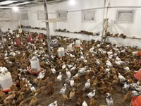 Chickens — ფოტო 1