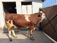 Touro, Simmental cattle — foto 4