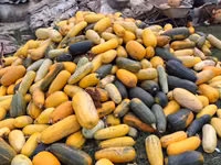 Продаю тыкву для животных — الصورة 3