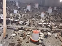 Chickens — foto 8