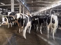İnek, Holstein ırkı — foto 5