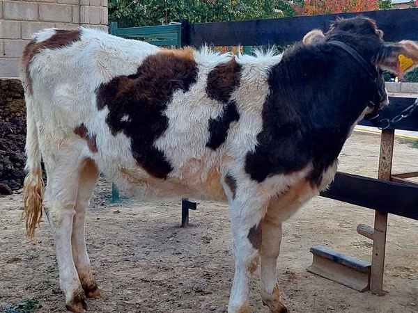 Krava, Simmental cattle