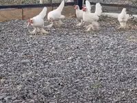 Chickens — zdjęcie 7