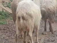 Echki, Saanen goat — 6-rasm