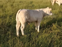 Byk, Charolais cattle — zdjęcie 6