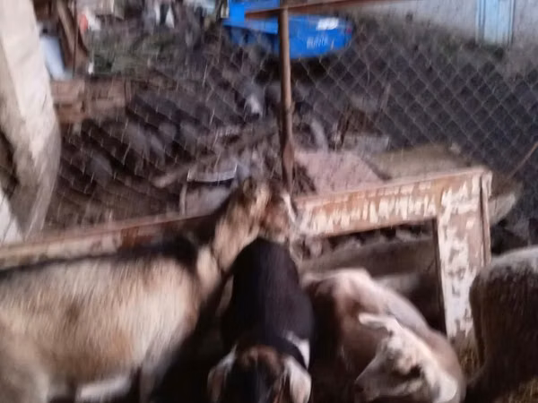 பெண் வெள்ளாடு, வெள்ளாடுகள்