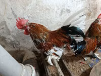 Chickens — الصورة 3
