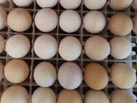 Australorp — zdjęcie 5