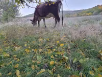 Krowa, Simmental cattle — zdjęcie 4